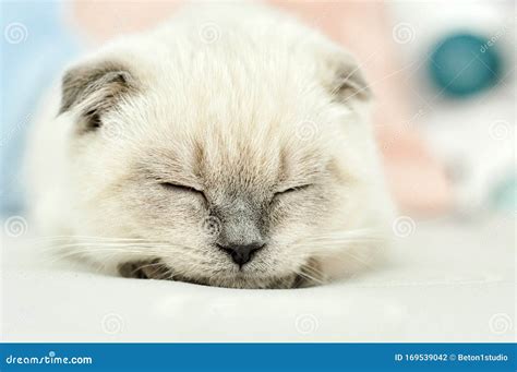 scottish fold sleeping.